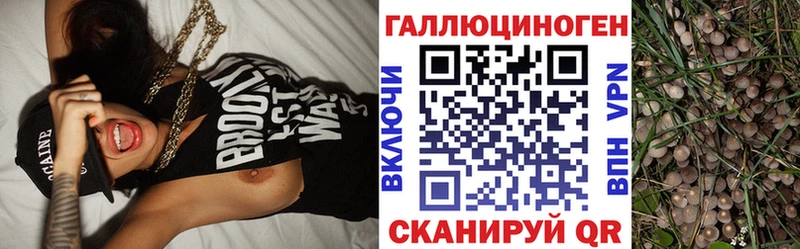 Купить  Североморск  Псилоцибиновые грибы Psilocybe 